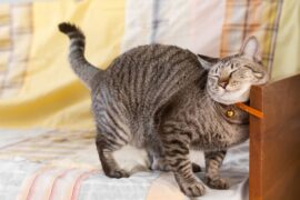 顧客にとっての“痒いところに手が届く存在”に！押さえておきたいポイントと今すぐできること